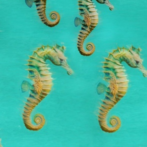 Seahorses on bluish green