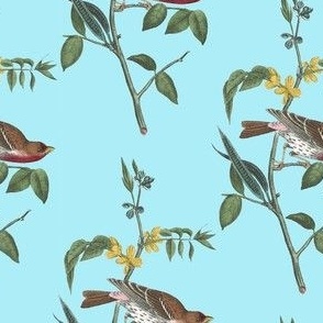 Vintage Victorian Finches #2