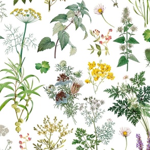 Herbs And Wildflower Vintage Botanical Floral Pattern On White