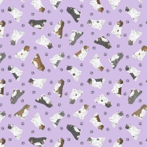 Tiny assorted Shetland Sheepdogs - purple