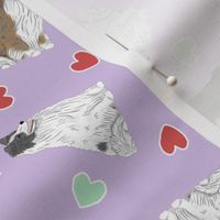 Tiny assorted Shetland Sheepdogs - Valentine hearts