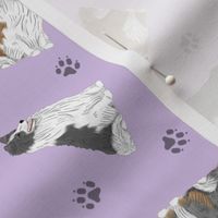 Tiny Shetland Sheepdogs - purple