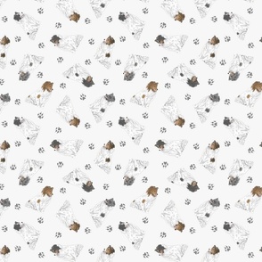 Tiny color head white Shetland Sheepdogs - gray