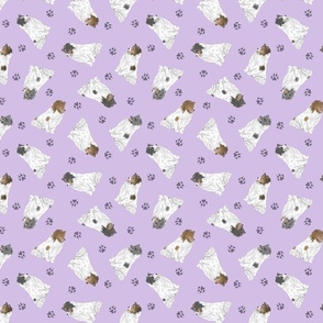 Tiny color head white Shetland Sheepdogs - purple