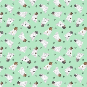 Tiny color head white Shetland Sheepdogs - green