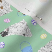 Tiny color head white Shetland Sheepdogs - Easter