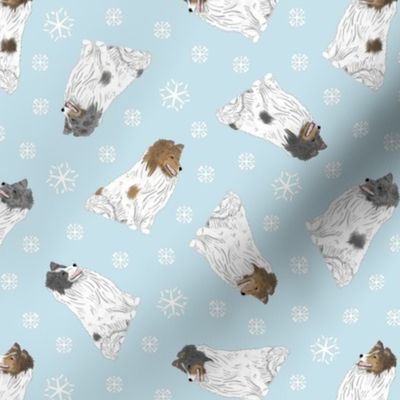Tiny color head white Shetland Sheepdogs - winter snowflakes