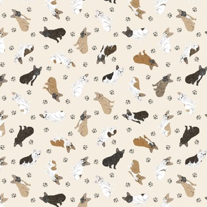 Tiny assorted French Bulldogs - tan