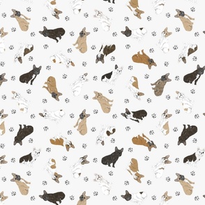 Tiny assorted French Bulldogs - gray