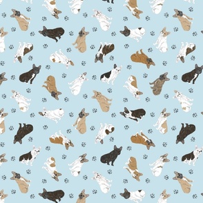 Tiny assorted French Bulldogs - blue