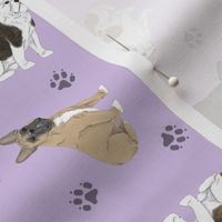 Tiny assorted French Bulldogs - purple