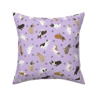 Tiny assorted French Bulldogs - purple