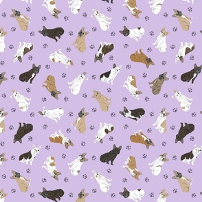 Tiny assorted French Bulldogs - purple
