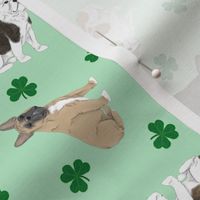 Tiny assorted French Bulldogs - shamrocks