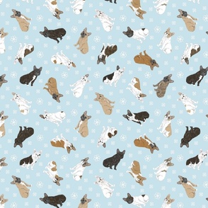 Tiny assorted French Bulldogs - winter snowflakes