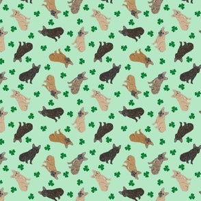 Tiny French Bulldogs - shamrocks