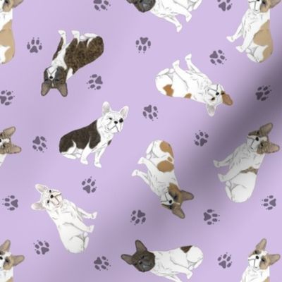 Tiny white marked French Bulldogs - purple