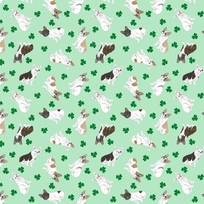 Tiny white marked French Bulldogs - shamrocks