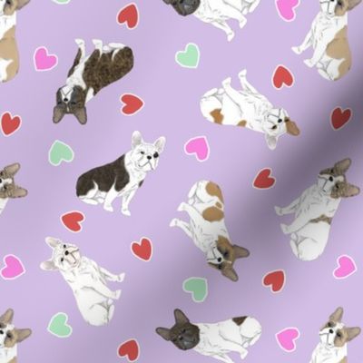 Tiny white marked French Bulldogs - Valentine hearts