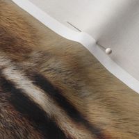 Photorealistic Chipmunk fur texture