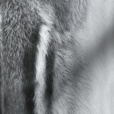 Large Cool gray Photorealistic Chipmunk fur texture
