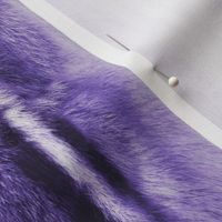 Purple Photorealistic Chipmunk fur texture