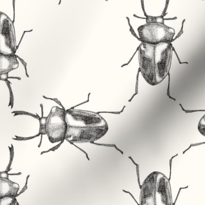 Crosshatched Stag Beetle