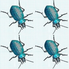 Blue turquoise bugs on graph