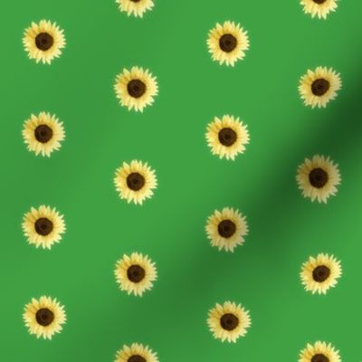 sunflower small-green  