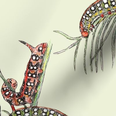 Spurge Hawk Moth Caterpillar in Colored Pencil