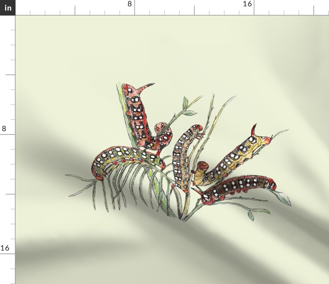 Spurge Hawk Moth Caterpillar for pillow