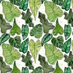 Alocasia