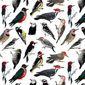 American Woodpeckers