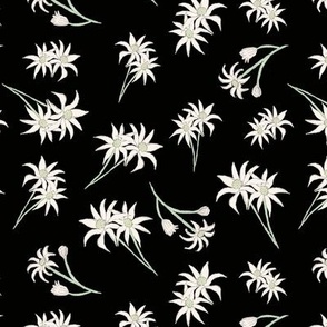 Flannel Flowers on Black