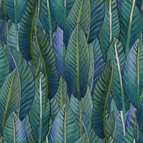 Bird of Paradise - Green Strelitzia leaves