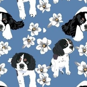 Clavier King Charles Spaniel dog with white magnolia flowers blue