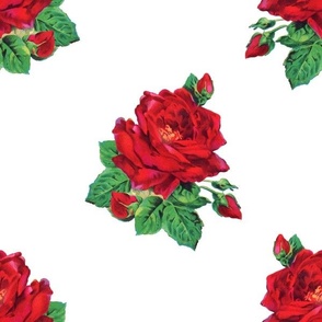 Red vintage roses on white - jumbo