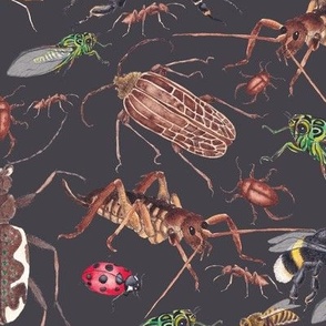 NZ bugs on Dark Brown