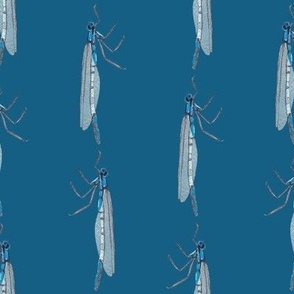 NZ Bugs Blue Damsel Fly