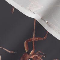 NZ Bugs Huhu Beetle and Weta on Dark Brown