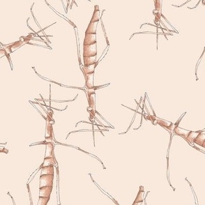 NZ bugs Stick Insects on Cream