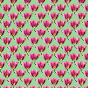 pink tulips on green