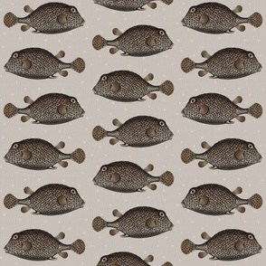 Spotted Trunkfish Vintage