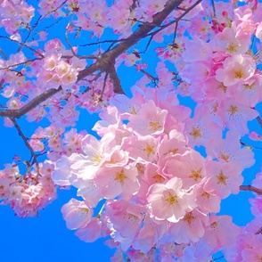 Vibrant cherry blossoms 2023