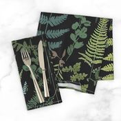 Ferns Botanical Nature Fern Green Leaves Calming Forest 