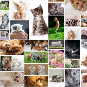 Cute Kitten Photo Montage Pattern, Large Scale