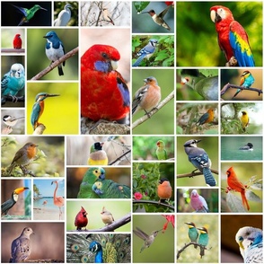 Cute Bird Pattern Photo Collage