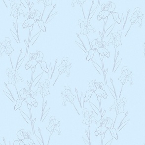  Line-drawn Irises ink-pen on a light blue