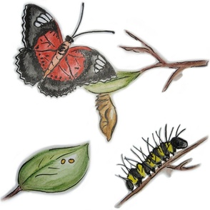 Lifecycle of a Red Lacewing Butterfly large scale 