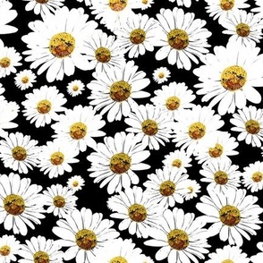 Daisies on black - small